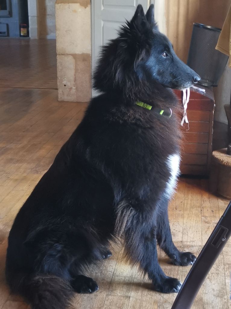 Ferentina g del colle ombroso