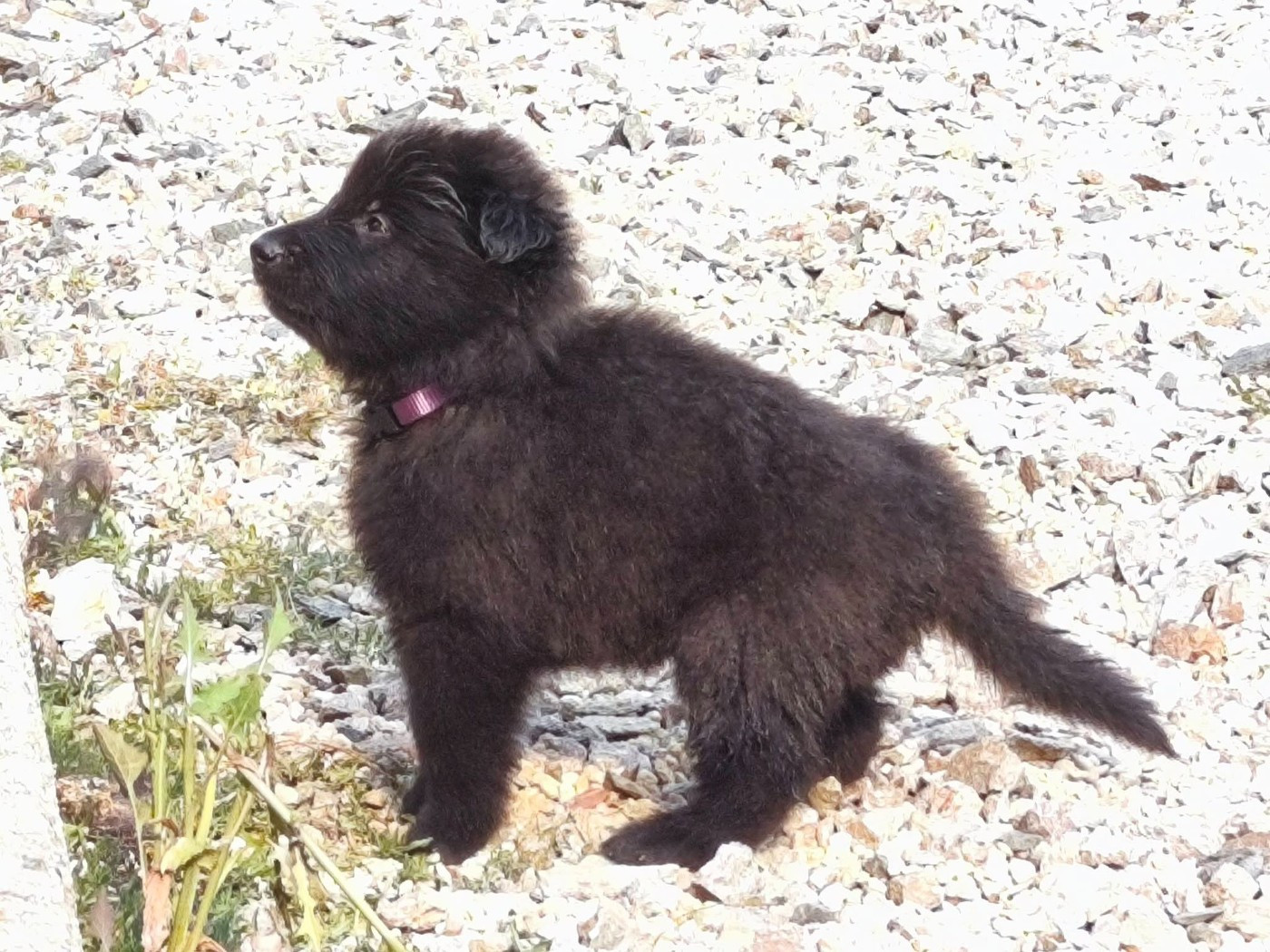 Madeincera - Chiots disponibles - Berger Belge