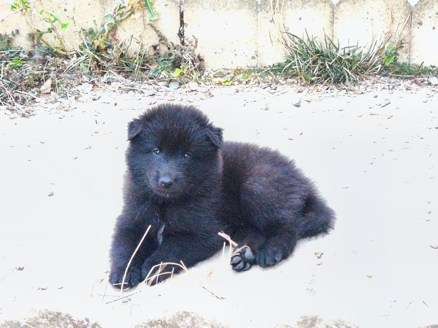Madeincera - Chiots disponibles - Berger Belge