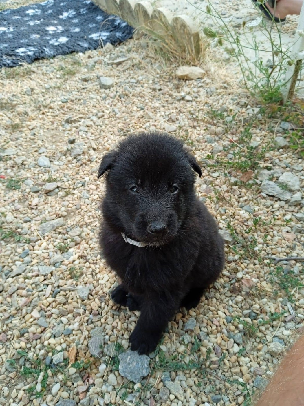 Madeincera - Chiots disponibles - Berger Belge