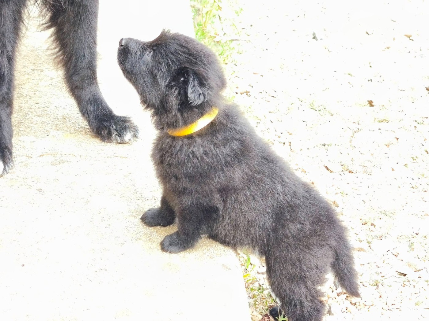 Madeincera - Chiots disponibles - Berger Belge