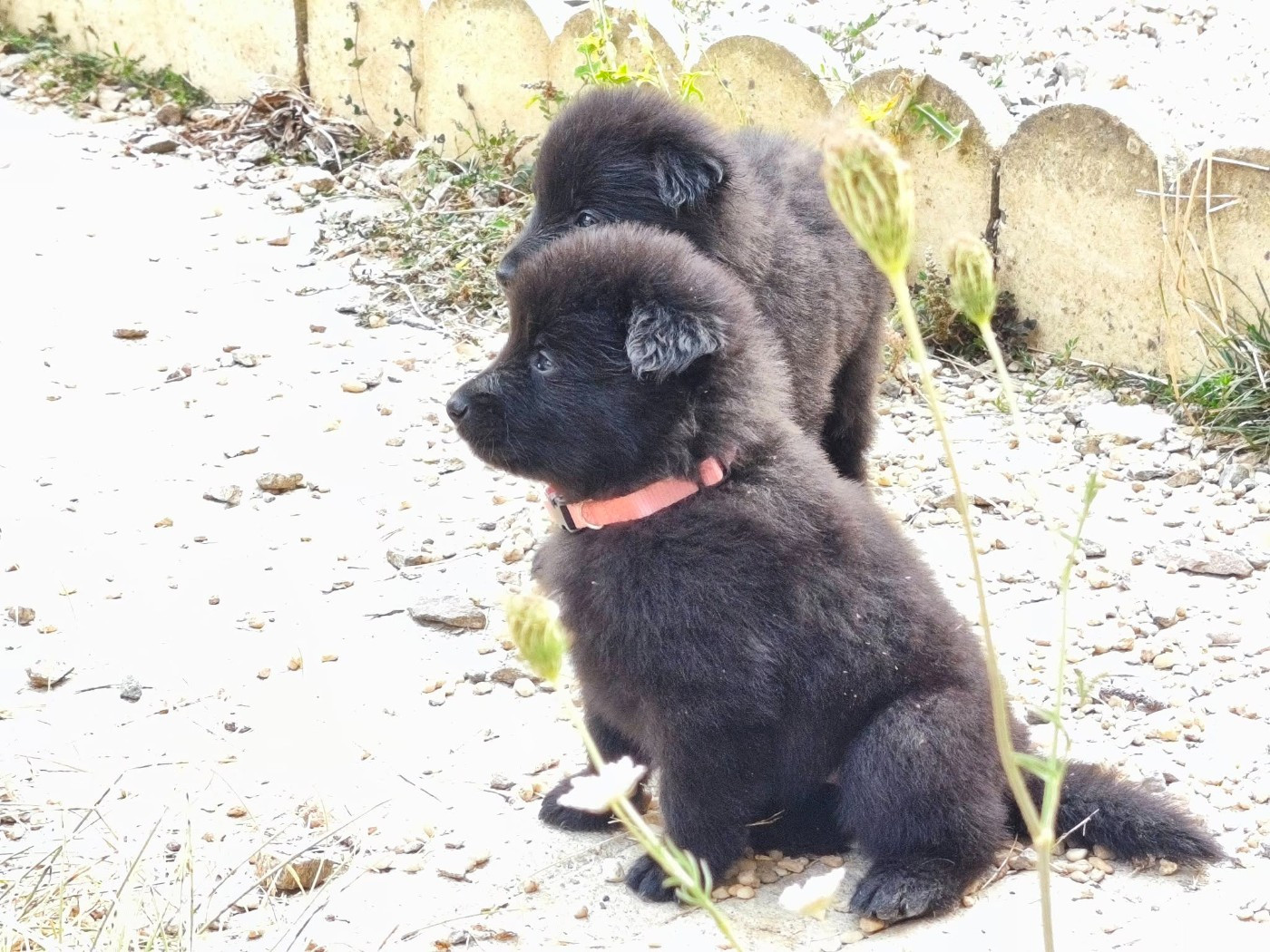 Madeincera - Chiots disponibles - Berger Belge