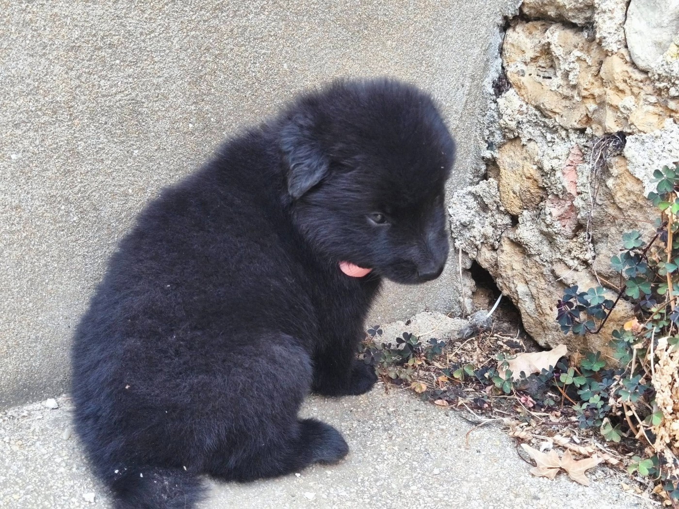 Madeincera - Chiots disponibles - Berger Belge