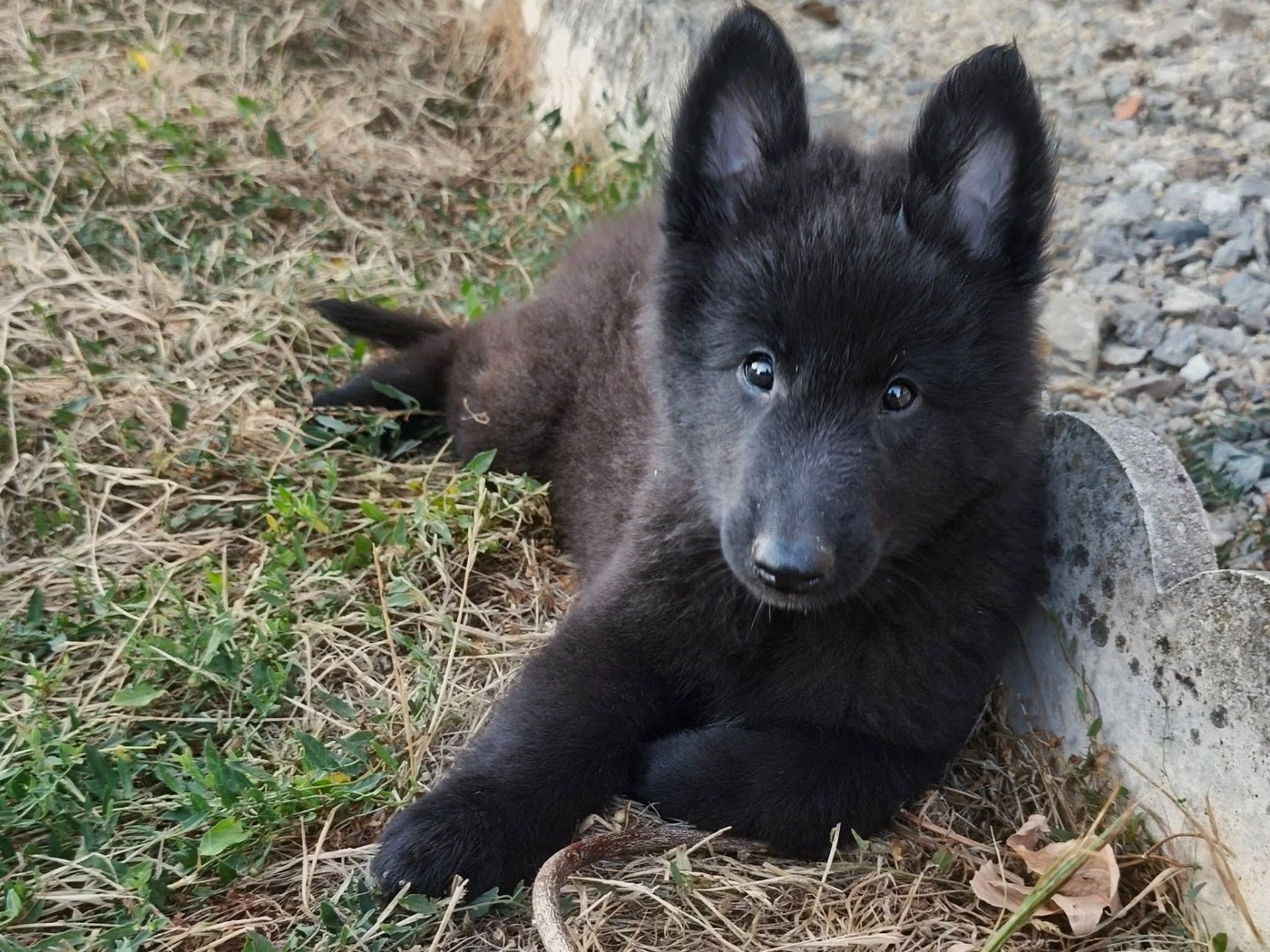 Madeincera - Chiots disponibles - Berger Belge